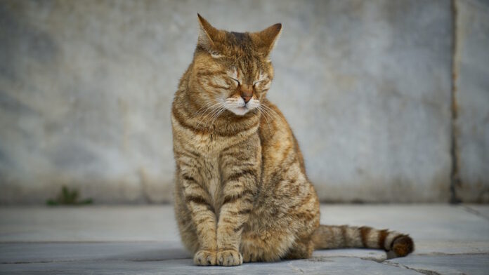 Featured Image Common Cat Health Problems
