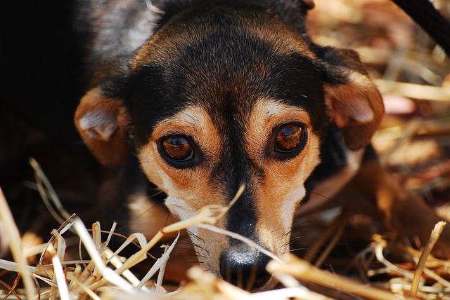 relieve-anxiety-in-dogs-tips-that-work-quickly-doquickly